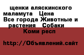 щенки аляскинского маламута › Цена ­ 20 000 - Все города Животные и растения » Собаки   . Коми респ.